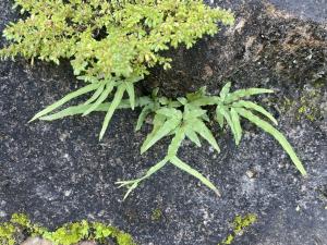 井欄邊草 (鳳尾蕨)