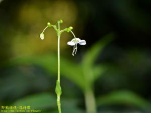 毛果竹葉菜