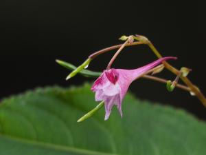 棣慕華鳳仙花