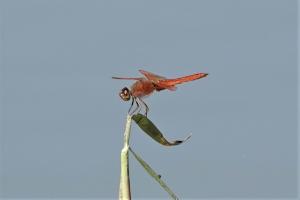 黃翅蜻  (褐斑蜻蜓)