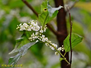 臺灣山桂花