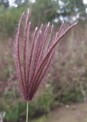 虎尾草、刺虎尾草、孟仁草