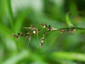 陸生珍珠茅