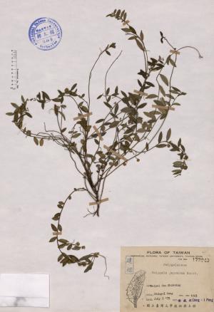 Polygala japonica Houtt._標本_BRCM 4425