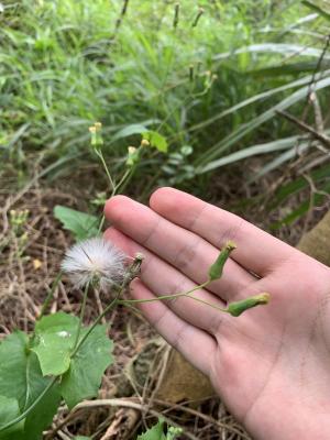 粉黃纓絨花