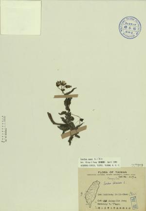 Sonchus oleraceus L._標本_BRCM 3976
