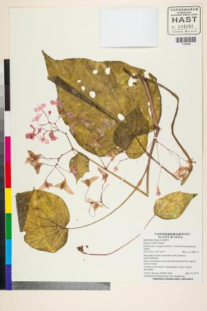 Begonia rubella標本_BRCM 2691