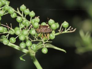 點蝽