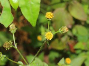 白花鬼針