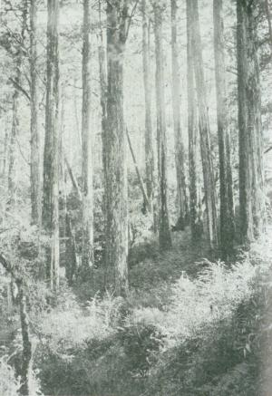 阿里山檜林與神木
