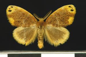 雙斑黃毒蛾／Arna bipunctapex (Hampson, 1891)