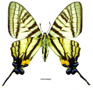 Graphium mullah chungianus (Murayama, 1961) 黑尾劍鳳蝶