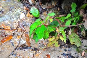 Begonia wrayi Hemsl.