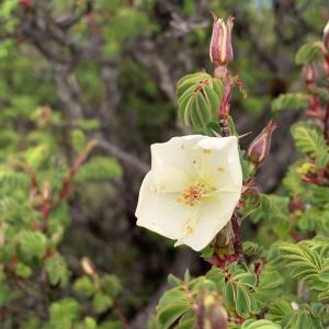 玉山野薔薇