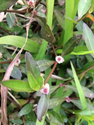 蝦鉗菜 (蓮子草 )