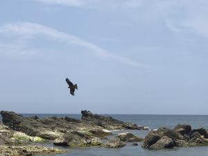 黑鳶