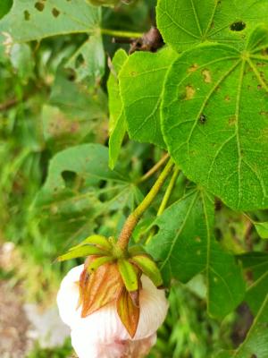 牧野氏山芙蓉