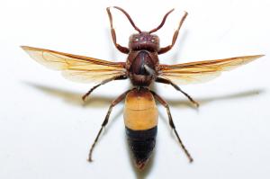 黃腰虎頭蜂 Vespa affinis