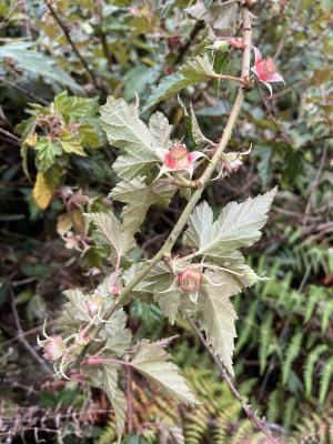 刺花懸鉤子