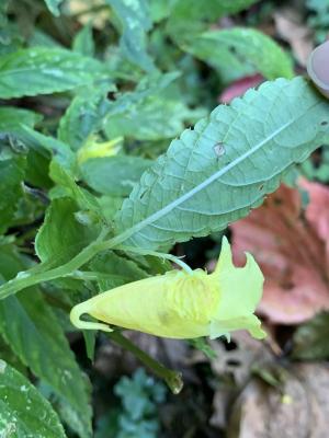 黃花鳳仙花