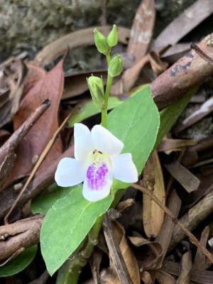 小花寬葉馬偕花