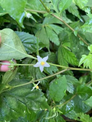 雙花龍葵