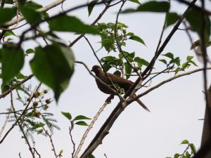 珠頸斑鳩