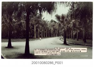 臺北新高堂發行臺北植物園椰子樹林