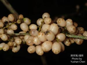 臺灣山桂花