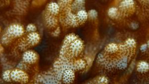 鬆弛葇荑軟珊瑚