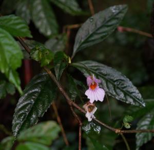 紫花鳳仙花