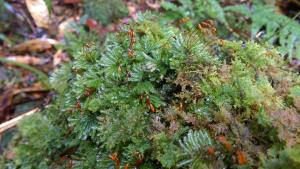 Hypopterygium japonicum Mitt. 東亞孔雀苔(moss) 生態照