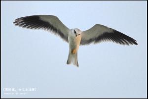 黑翅鳶