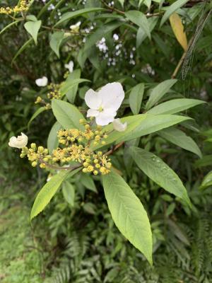 華八仙(華南分布)