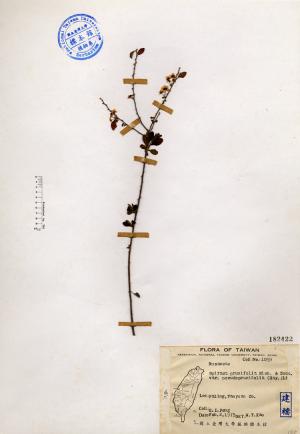 Spiraea prunifolia Sieb. & Zucc. var. pseudoprunifolia (Hay.) Li_標本_BRCM 4505