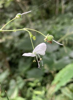 毛果竹葉菜