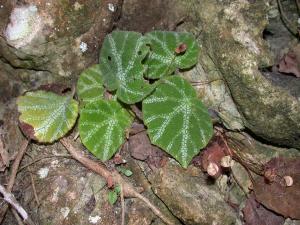 寧明秋海棠 (Begonia ningmingensis D.Fang, Y.G.Wei & C.I Peng)