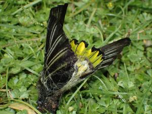 珠光鳳蝶蘭嶼亞種 (蘭嶼黃裙鳳蝶、蘭嶼金鳳蝶)