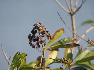 台灣海桐