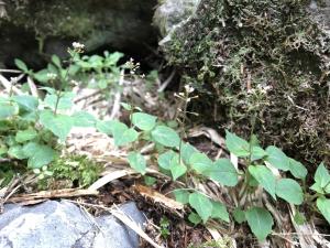 高山露珠草