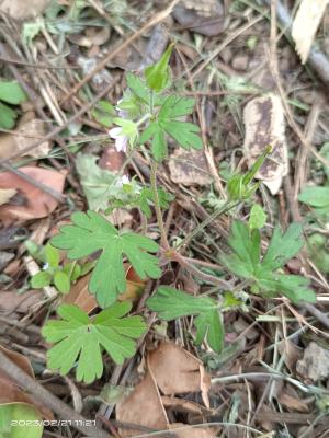 野老鸛草