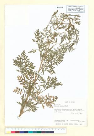 Ambrosia artemisiifolia L._標本_BRCM 5655