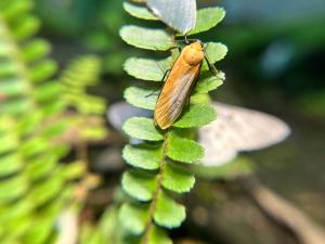 藍緣苔蛾