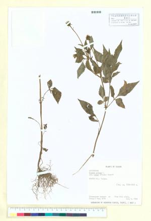 Bidens pilosa L. var. minor (Blume) Sherff_標本_BRCM 6696