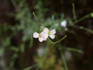 玉山筷子芥