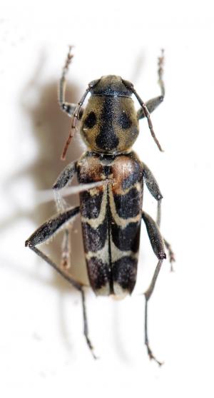 胸紋青銅虎天牛 Xylotrechus atronotatus