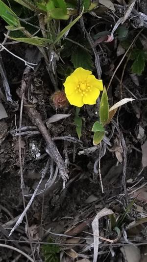 高山翻白草