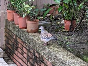 金背鳩(台灣亞種)