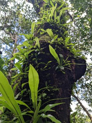 臺灣山蘇花