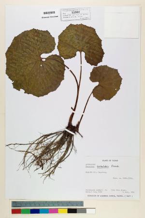 Petasites tricholobus Fr._標本_BRCM 5164